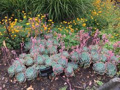-墨尔本皇家植物园