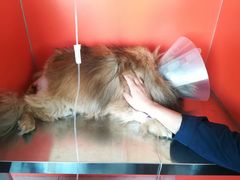 -瑞派福兴宠物医院犬猫全科·骨科·中西医结合(河东店)