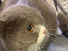 -美联众合动物医院·24h转诊中心