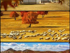 -五角枫生态旅游景区