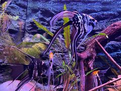 -上海海洋水族馆