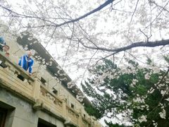 -武汉大学-樱园
