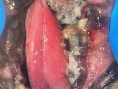 -美联众合动物医院·24h转诊中心