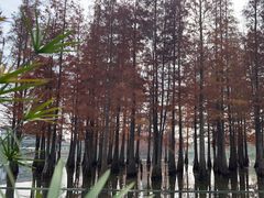 -白鹭湾湿地公园