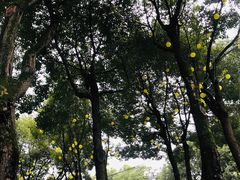 -重庆市江北嘴中央商务区中央公园