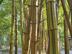 -中国科学院西双版纳热带植物园