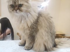-滚猫咖啡·猫咖·猫友好撸猫(未来城店)