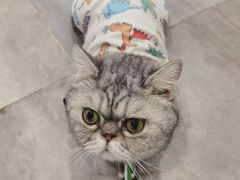 -楼上猫咖(罗湖店)