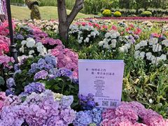 -荷兰花海