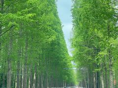 -东平国家森林公园