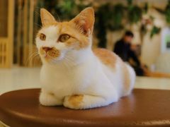 -白茶原·一片叶子