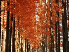 -黄海国家森林公园