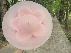 -上海滨江森林公园