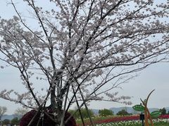 -径山花海
