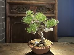 -稍可轩博物馆餐厅