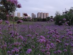 -汉长安城未央宫国家考古遗址公园