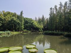 -上海滨江森林公园