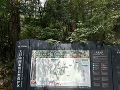 -天目山大树王景区