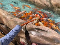 -海合安成都极地海洋公园