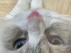 -屋虎猫馆(宝安大仟里店)