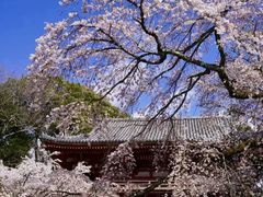 -醍醐寺