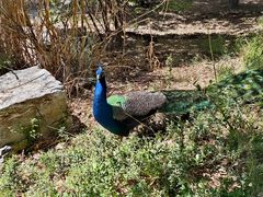 -北京麋鹿生态实验中心