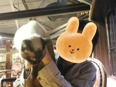 -more than meow吴止猫主题餐厅(承德 中船汇店)