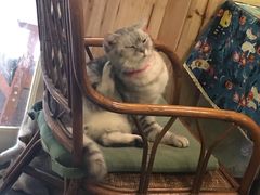 -猫色咖啡·猫咖