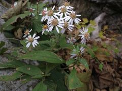 -陶祖圣境风景区