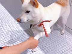 -柴务处·柴犬主题狗咖