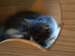 -名猫咖啡馆·撸猫·拼豆