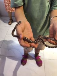 -Moni星球萌宠·小马宝莉·灵蛇·高端高阶全萌宠互动体验俱乐部(红豆国际广场店)
