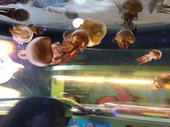-横店影视城梦幻谷园区