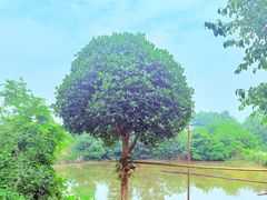 -波尔登森林公园