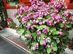 -万柳阁小馆·花园餐厅(龙潭湖店)