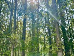 -桤木河湿地公园