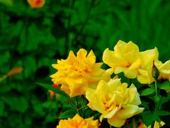 -永定河休闲森林公园