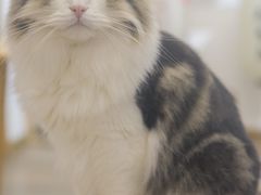 -柴迷FANS CLUB·柴犬狗咖·猫咖