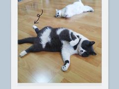 -猫音日语留学培训