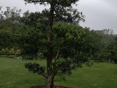 -深圳仙湖植物园