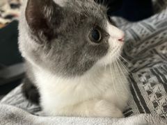 -欣宠猫屋·矮脚拿破仑·蓝金金渐层