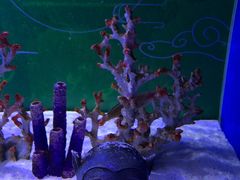 -上海海昌海洋公园