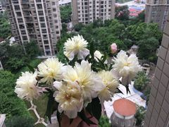 -三圣花乡旅游区