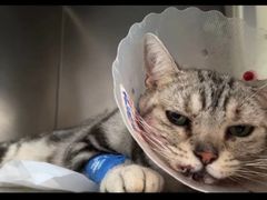 -瑞鹏宠物医院·爱宠堂(环西分院)