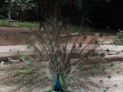 -广州长隆野生动物世界