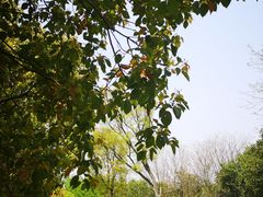 -南京市江宁方山