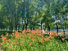 -马家湾湿地公园