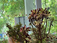 -春树下·树屋花房西餐厅(罍街AS1980店)