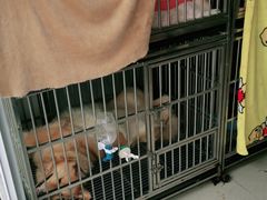 -美美酱宠物(外运路小区店)