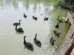 -溱湖国家湿地公园